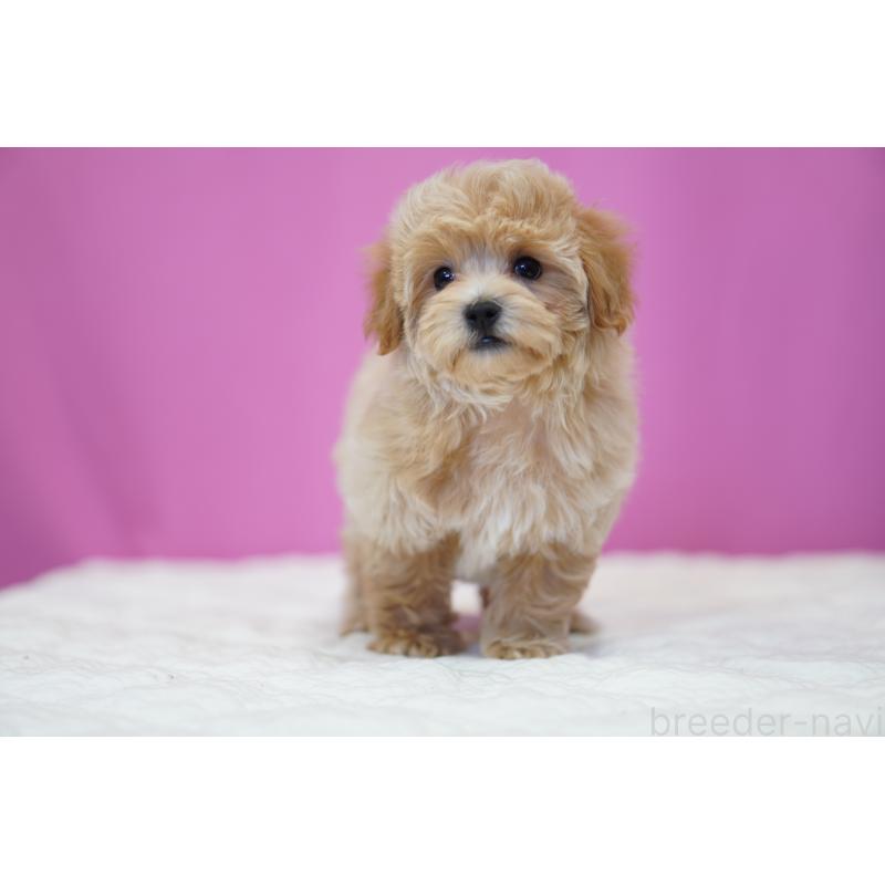 販売中の埼玉県のマルプー:マルチーズ×トイプードル-424508の7枚目