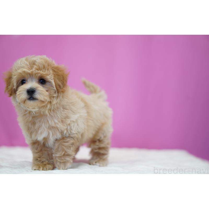 販売中の埼玉県のマルプー:マルチーズ×トイプードル-424508の6枚目