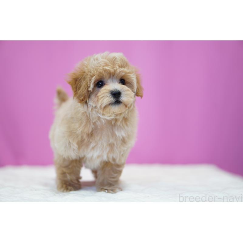 販売中の埼玉県のマルプー:マルチーズ×トイプードル-424508の5枚目