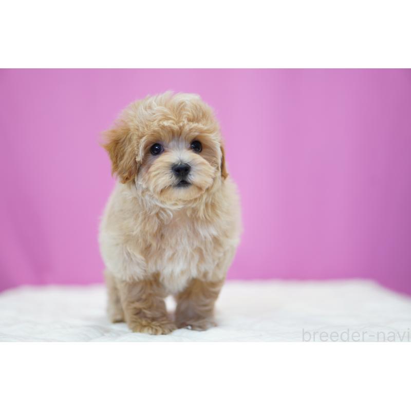 販売中の埼玉県のマルプー:マルチーズ×トイプードル-424508の4枚目