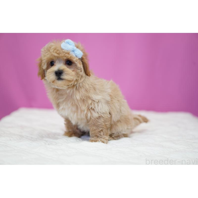 販売中の埼玉県のマルプー:マルチーズ×トイプードル-424508の3枚目