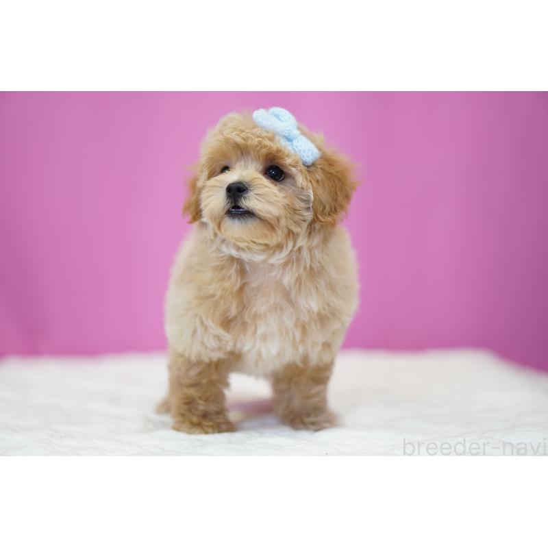 販売中の埼玉県のマルプー:マルチーズ×トイプードル-424508の2枚目