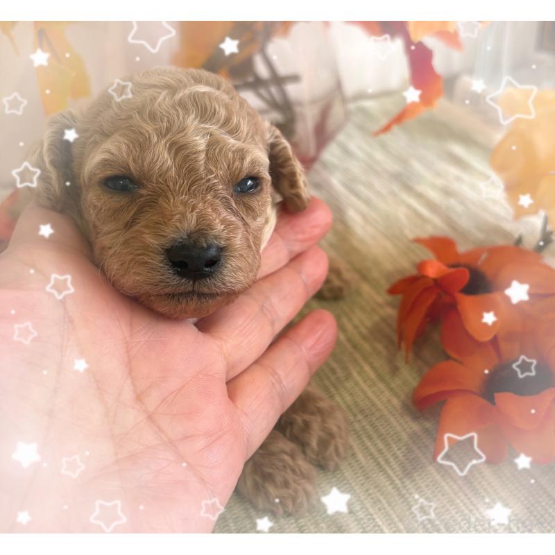 販売中の愛媛県のティーカッププードル-429257の6枚目