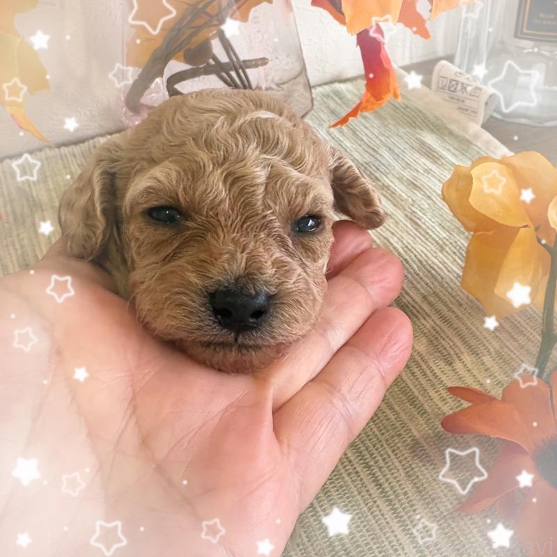 販売中の愛媛県のティーカッププードル-429257の5枚目