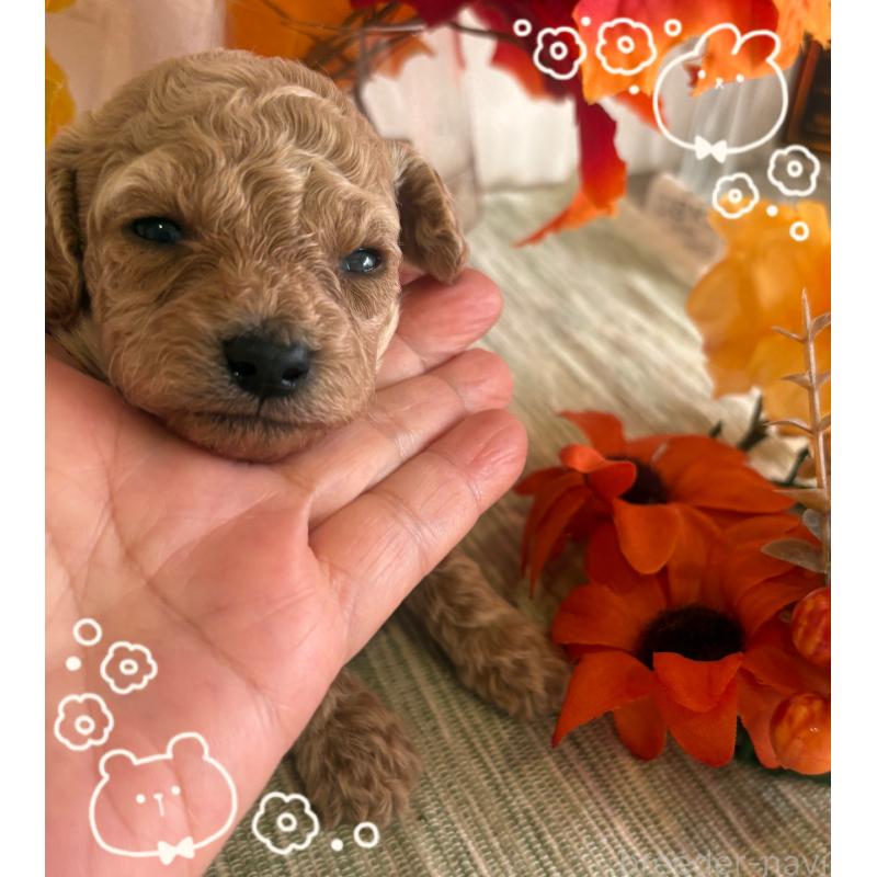 販売中の愛媛県のティーカッププードル-429257の4枚目