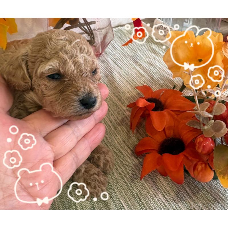 販売中の愛媛県のティーカッププードル-429257の3枚目