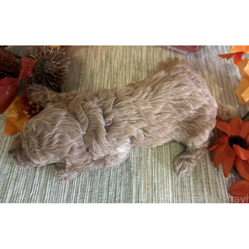 販売中の愛媛県のティーカッププードル-429257の2枚目