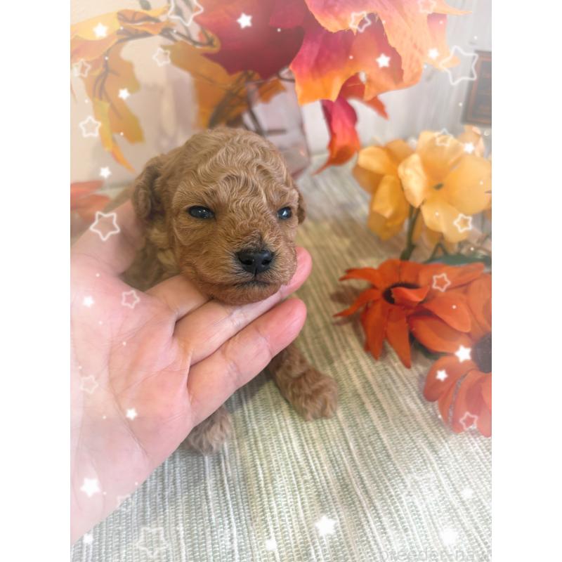 販売中の愛媛県のティーカッププードル-429259の6枚目