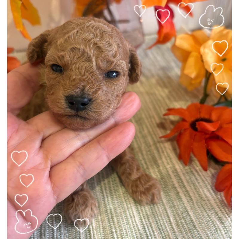 販売中の愛媛県のティーカッププードル-429259の5枚目