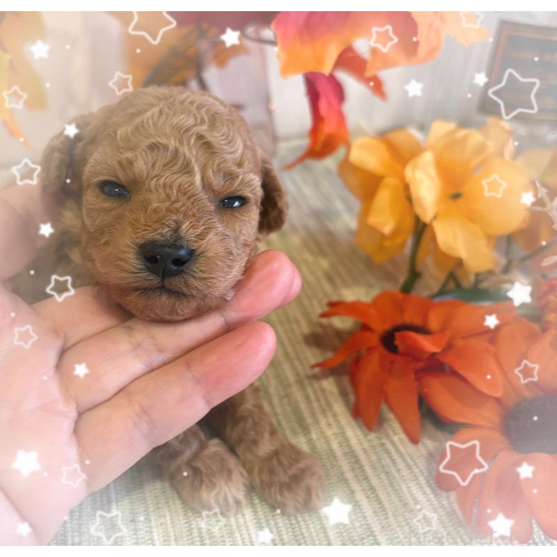 販売中の愛媛県のティーカッププードル-429259の4枚目