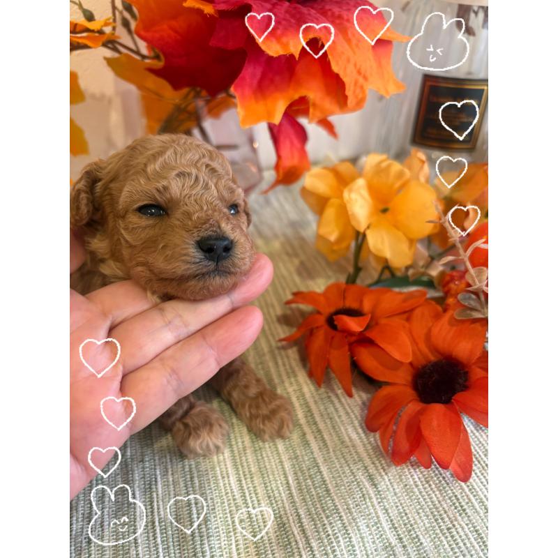 販売中の愛媛県のティーカッププードル-429259の3枚目