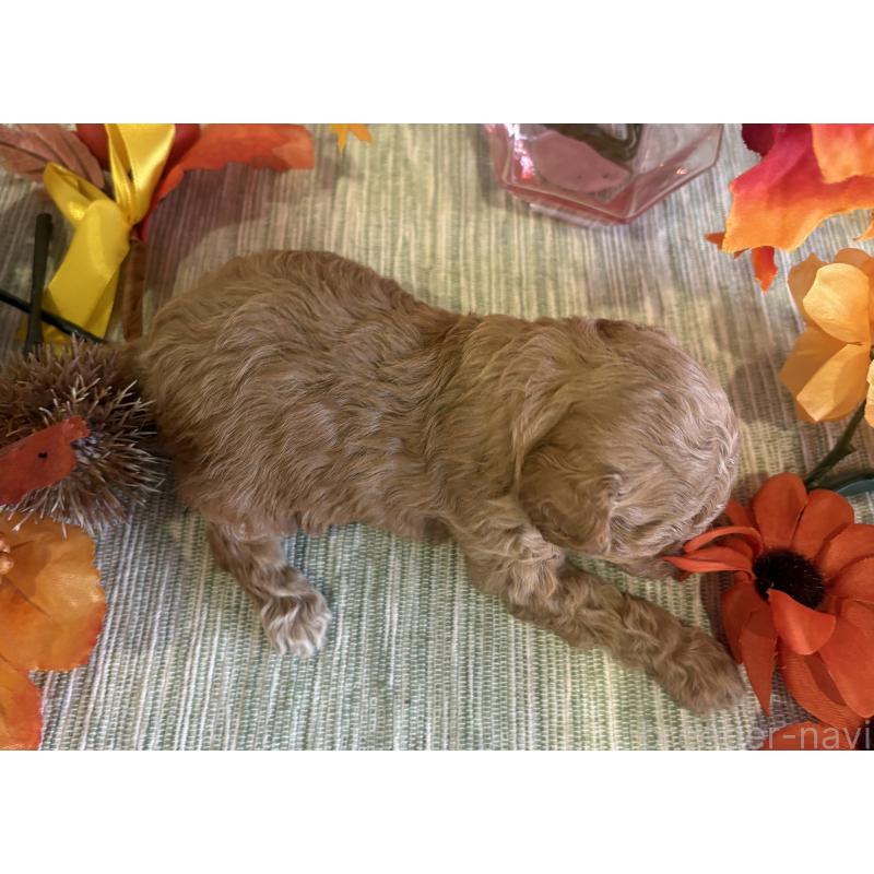 販売中の愛媛県のティーカッププードル-429259の2枚目