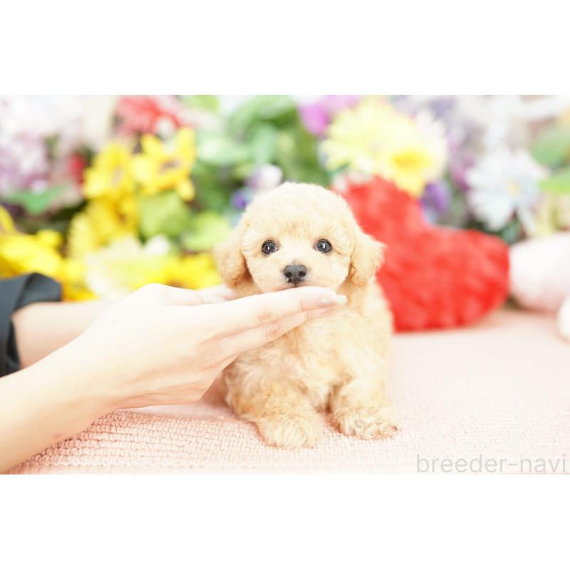 販売中の埼玉県のビションプー:ビションフリーゼ×トイプードル-429261の3枚目