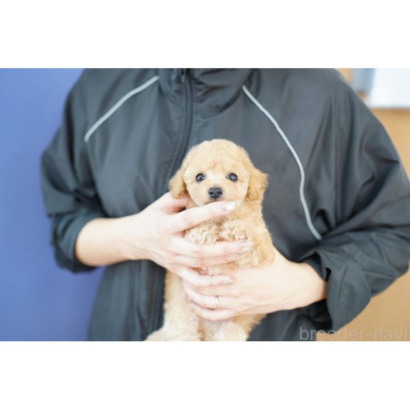 販売中の埼玉県のビションプー:ビションフリーゼ×トイプードル-429261の2枚目