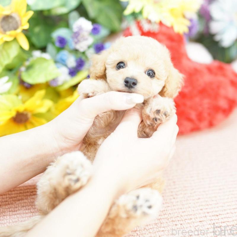 販売中の埼玉県のビションプー:ビションフリーゼ×トイプードル-429261の1枚目