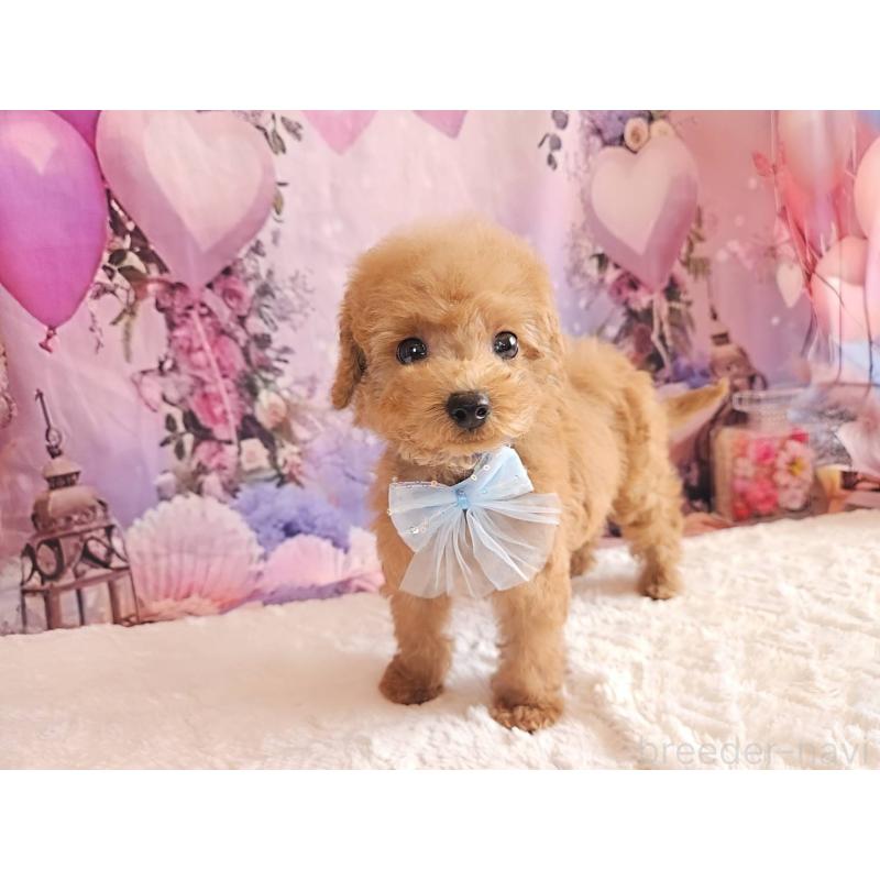 成約済の岐阜県のトイプードル-423976の7枚目