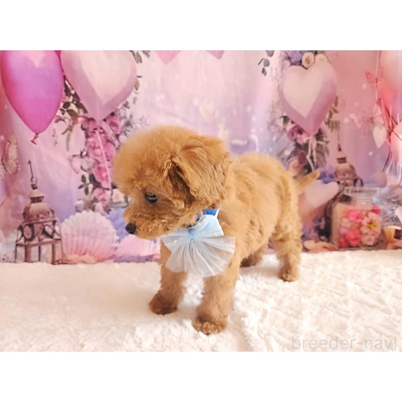 成約済の岐阜県のトイプードル-423976の6枚目