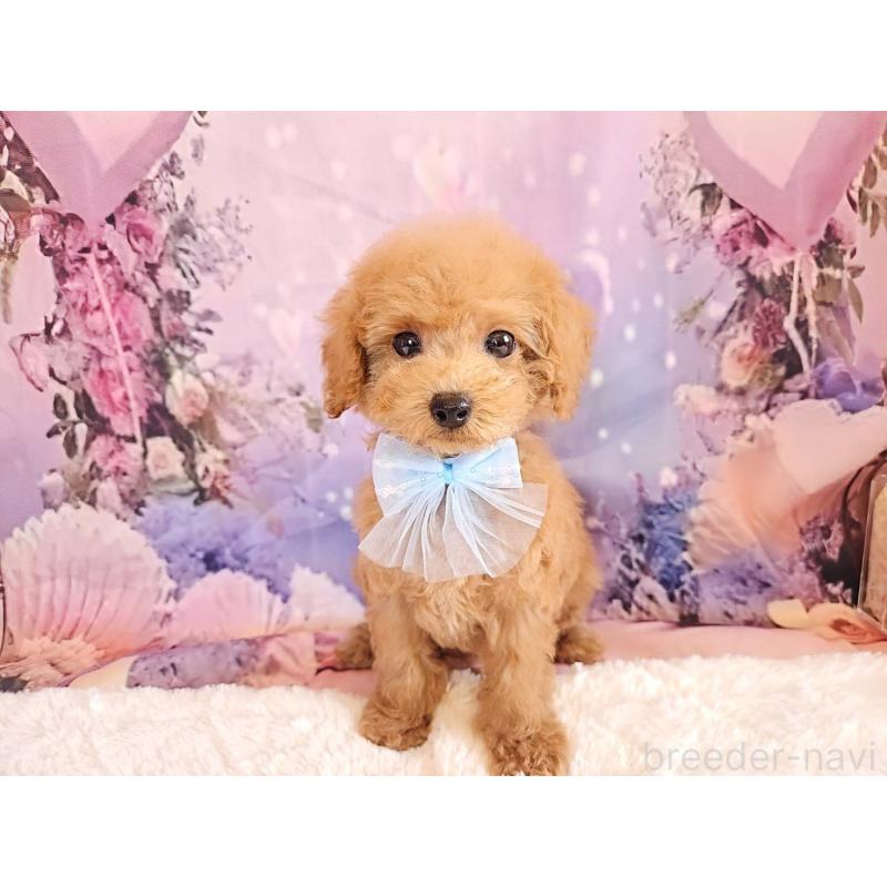 成約済の岐阜県のトイプードル-423976の4枚目