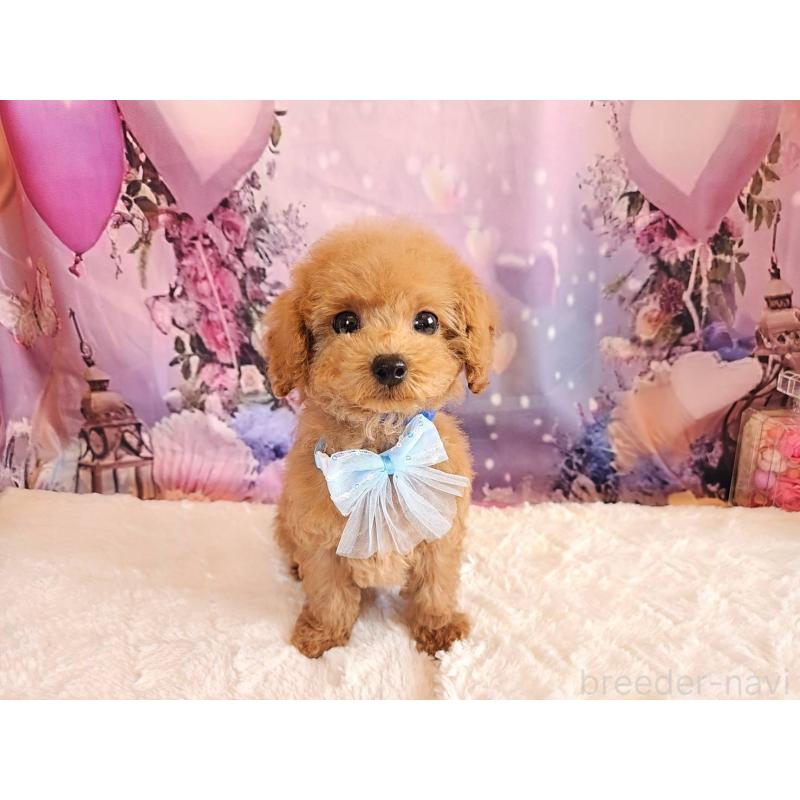 成約済の岐阜県のトイプードル-423976の2枚目