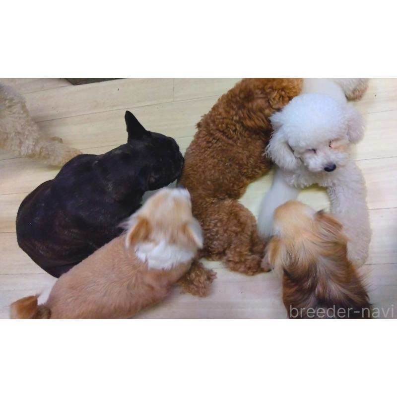 フレア🔥ちゃん1枚目