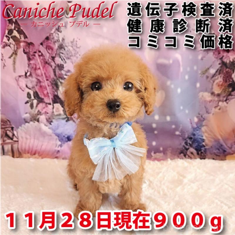 販売中の岐阜県のトイプードル-423976