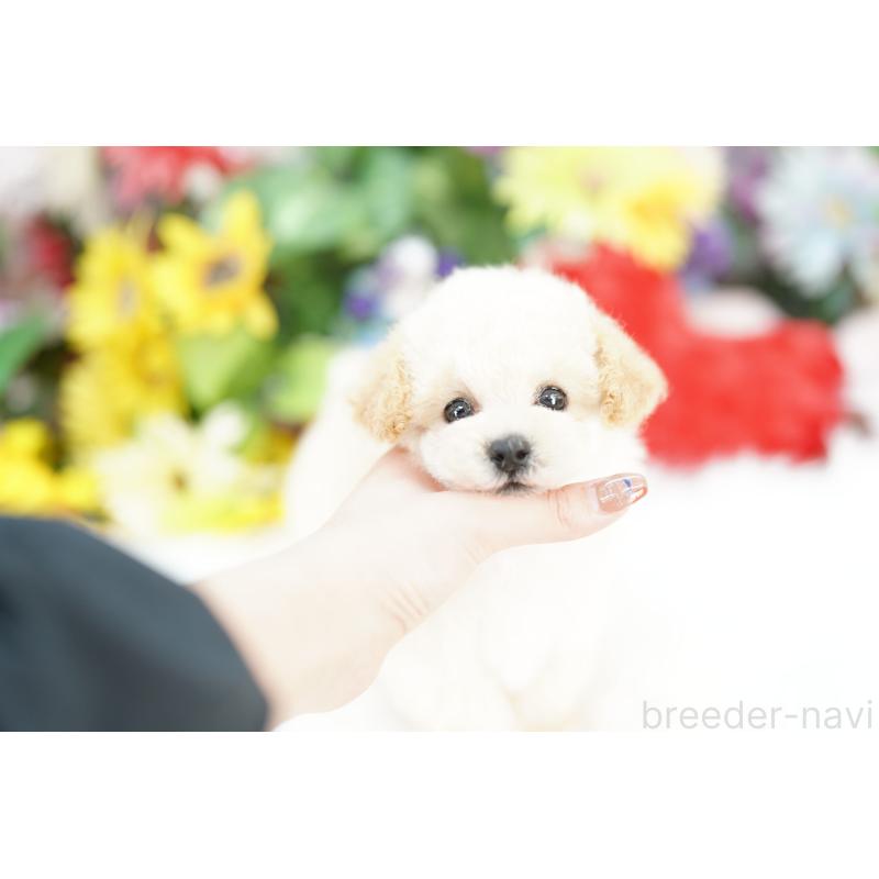 販売中の埼玉県のトイプードル-429267の3枚目