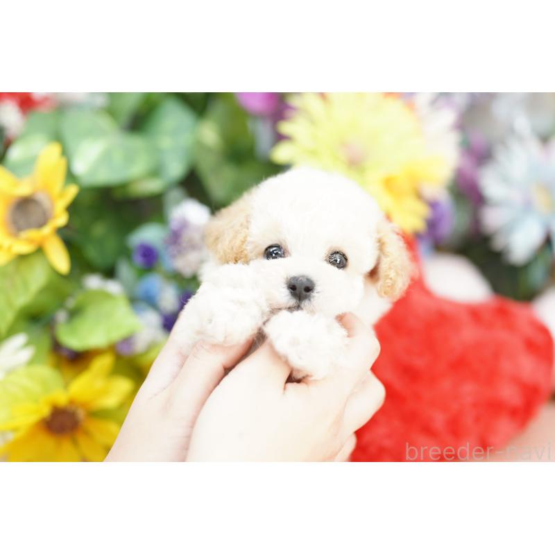 販売中の埼玉県のトイプードル-429267の2枚目