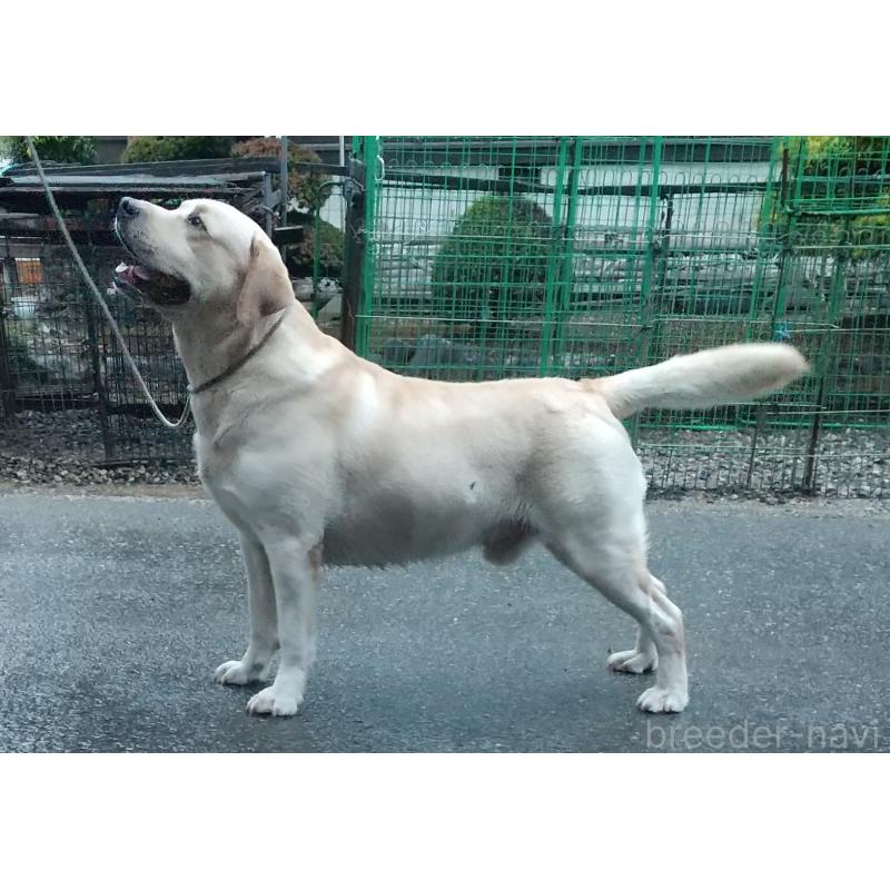 販売中の新潟県のラブラドールレトリーバー-429272の1枚目