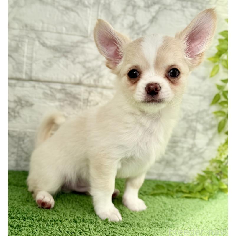 販売中の埼玉県のチワワ(ロングコート)-422569の8枚目