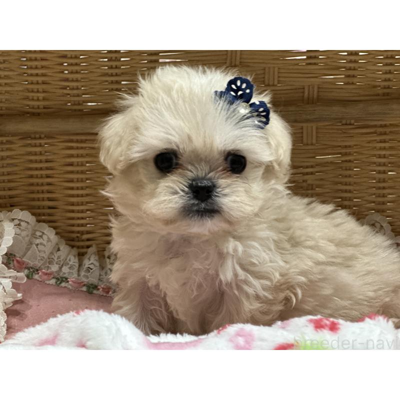 販売中の神奈川県のミックス犬-429274の4枚目