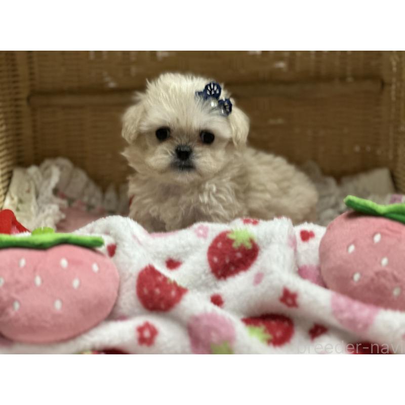 販売中の神奈川県のミックス犬-429274の3枚目