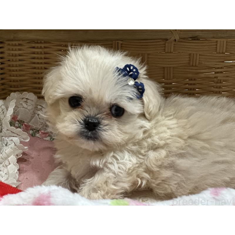 販売中の神奈川県のミックス犬-429274の2枚目