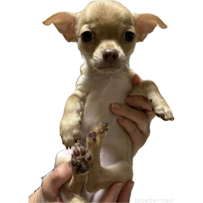 販売中の広島県のチワワ(スムースコート)-429275の1枚目