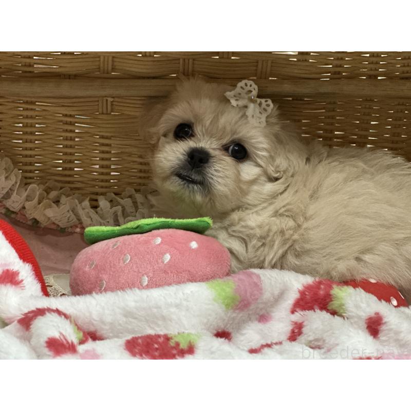 販売中の神奈川県のミックス犬-429276の4枚目