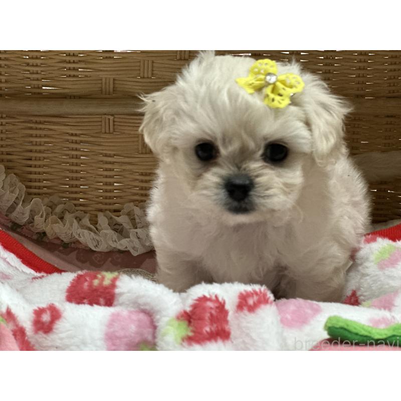 販売中の神奈川県のミックス犬-429277の3枚目