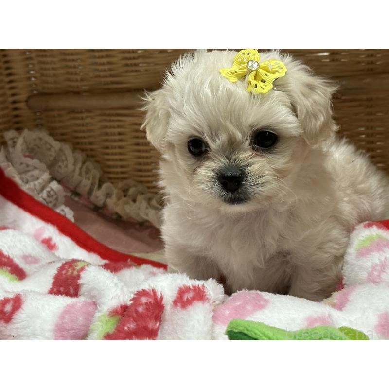 販売中の神奈川県のミックス犬-429277の2枚目