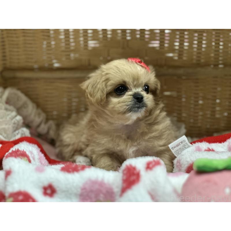販売中の神奈川県のミックス犬-429278の4枚目