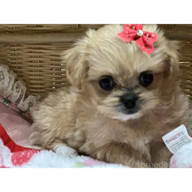 販売中の神奈川県のミックス犬-429278の3枚目