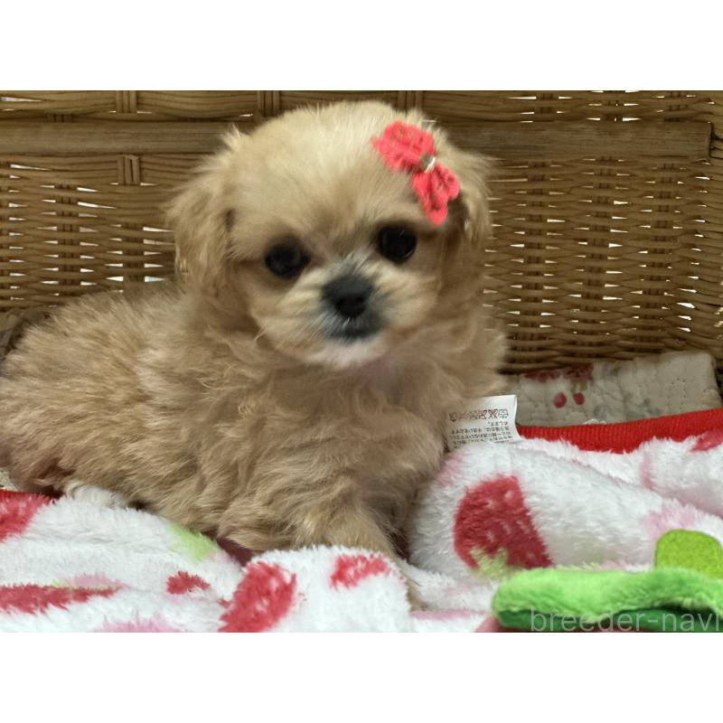 販売中の神奈川県のミックス犬-429278の2枚目