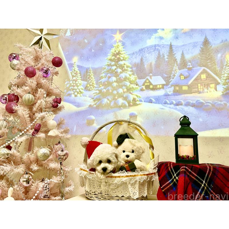 販売中の神奈川県のビションフリーゼ-429279の6枚目