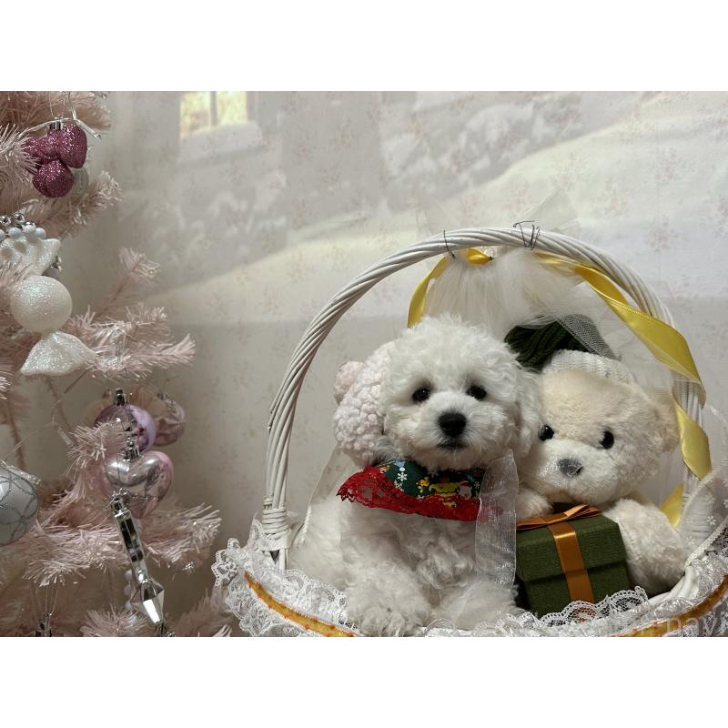 販売中の神奈川県のビションフリーゼ-429279の4枚目