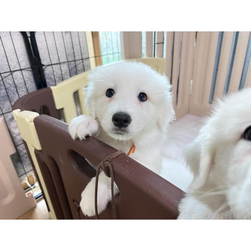 販売中の静岡県のグレートピレニーズ-429282の7枚目