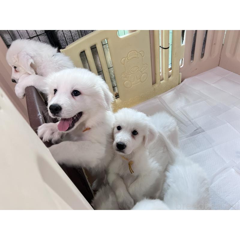 販売中の静岡県のグレートピレニーズ-429282の6枚目