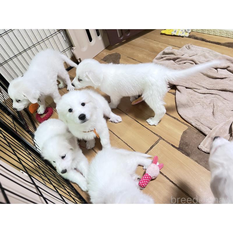 販売中の静岡県のグレートピレニーズ-429282の5枚目