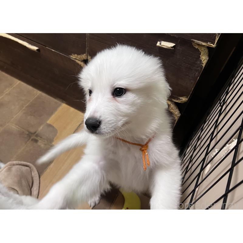 販売中の静岡県のグレートピレニーズ-429282の4枚目