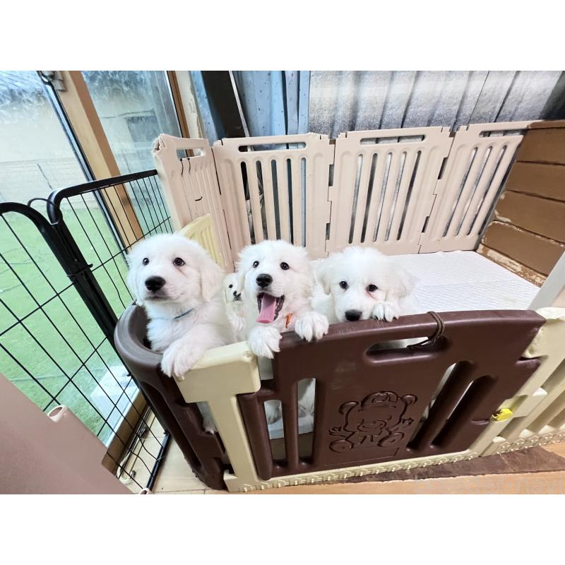 販売中の静岡県のグレートピレニーズ-429282の3枚目