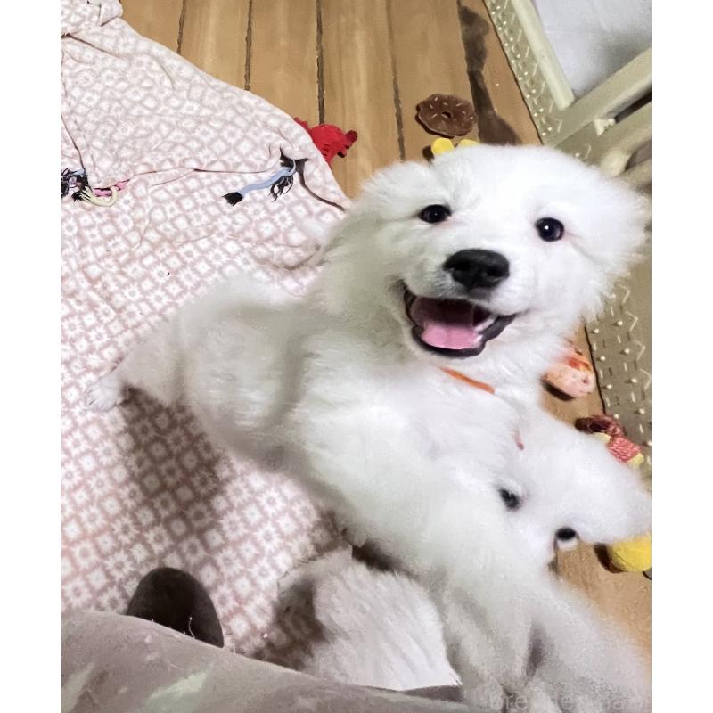 販売中の静岡県のグレートピレニーズ-429282の2枚目