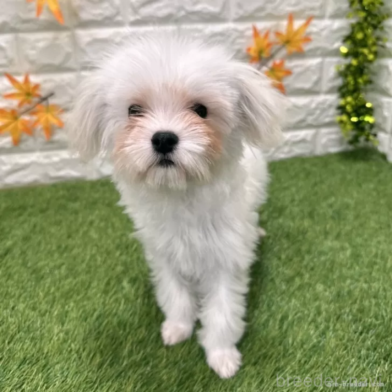 販売中の愛知県のマルチーズ-405210