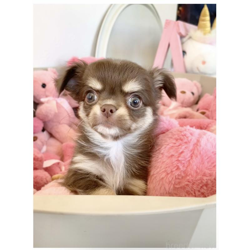 成約済の群馬県のチワワ(ロングコート)-425767の3枚目