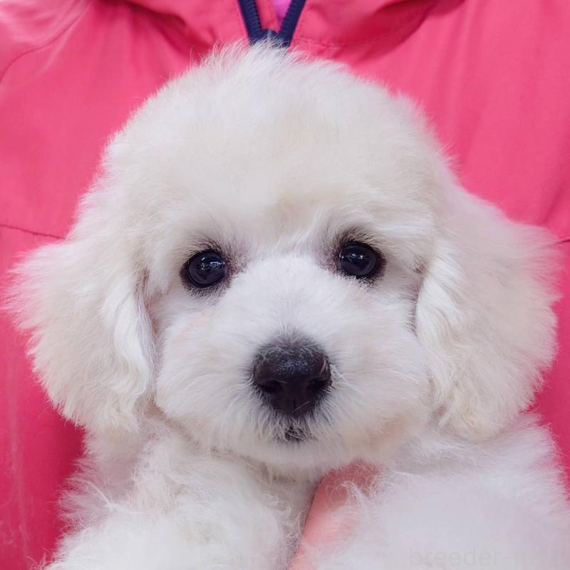 販売中の山口県のビションフリーゼ-423831